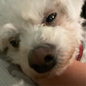 Meet your Posher, Blake